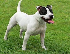 Staffordshire Bull Terrier