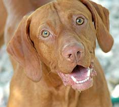 Vizsla