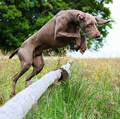 Weimaraner