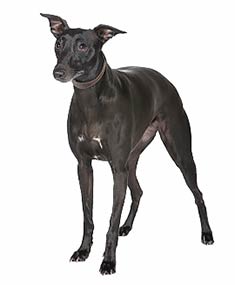 Whippet