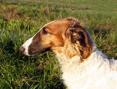 Borzoi