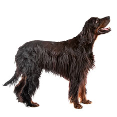 Gordon Setter