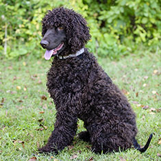 Irish Water Spaniel