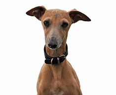 Italian Greyhound