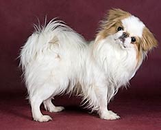 Japanese Chin