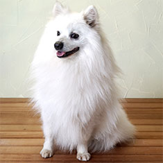 Japanese Spitz