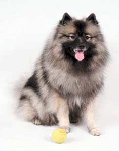 Keeshond