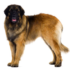 Leonberger