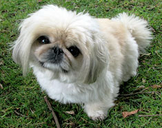 Pekingese