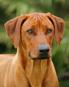 Rhodesian Ridgeback