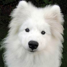 Samoyed