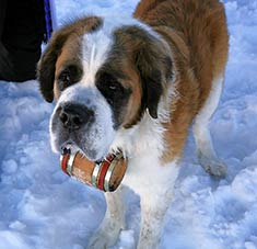 Saint Bernard