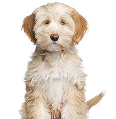 Tibetan Terrier