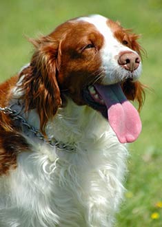 Welsh Springer Spaniel