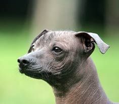 Xoloitzcuintli