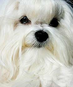 Maltese Dog Close-Up