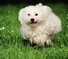 Maltese Dog Running