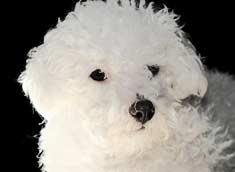 Maltese Dog Close-Up
