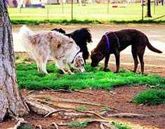 Parvo can be picked up at dog parks
