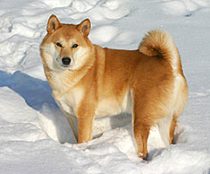 Shiba Inu dog in the snow
