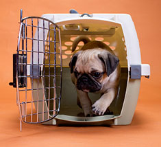 Pug in pet carrier