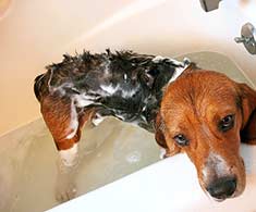 Bathing Beagle