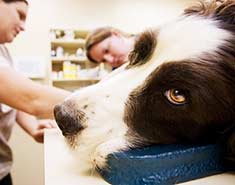 Dog being examined at the vet