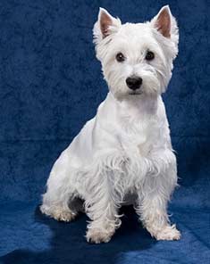 West Highland White Terrier on blue background