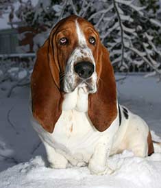 Basset Hound dog portrait in the snow
