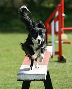 Agility dog running along a plank