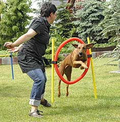 Agility dog jumping through a hoop