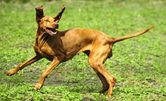 Playful Vizla