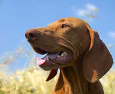 Beautiful Vizsla dog