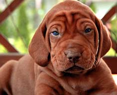 Vizsla puppy