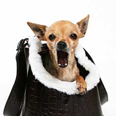 Chihuahua with attitude in purse