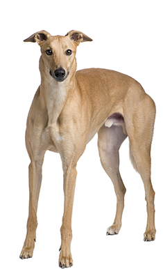 adult greyhound dog