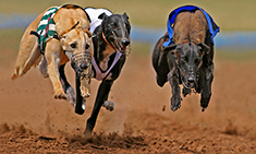 greyhound jumping