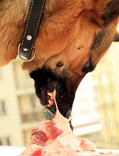 German Shepherd Dog tearing into meat
