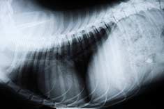X-ray of a dog