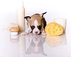 dog with products