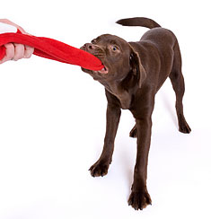 Dog tugging on a red scarf
