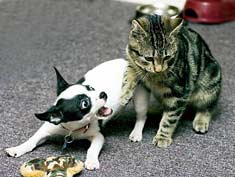 Chihuahua fighting with cat
