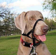 Weimaraner dog wearing a muzzle