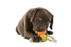 dog with a toy