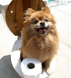 Trained dog using a potty