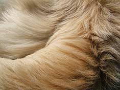 Closeup of dog's fur