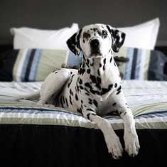 Dalmation dog posing on a bed