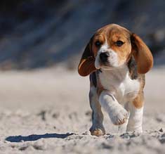 Beagle puppy running on the beach