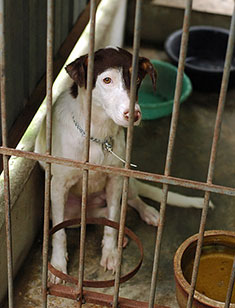dog in a shelter