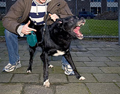 Aggressive dog trying to get away
